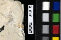 Foto (Detailansicht) von Decapoda indet. (lobster) (NHMW-GEO-1990-0041-0206)